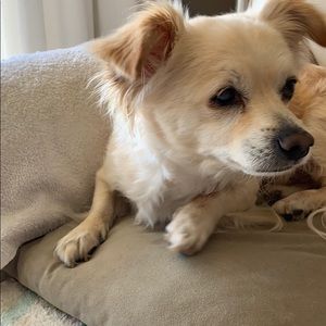 Meet your Posher, Cynder